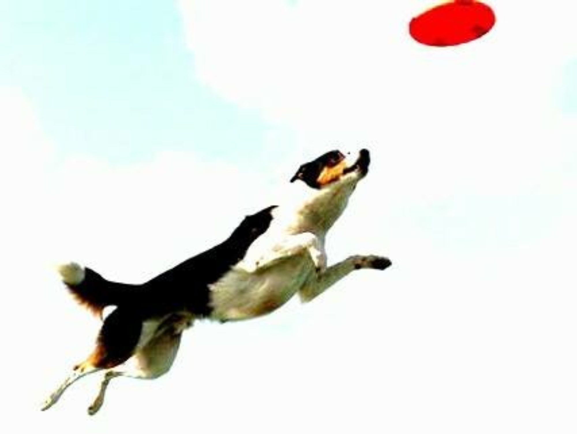 Houston Canine Frisbee Disc Club